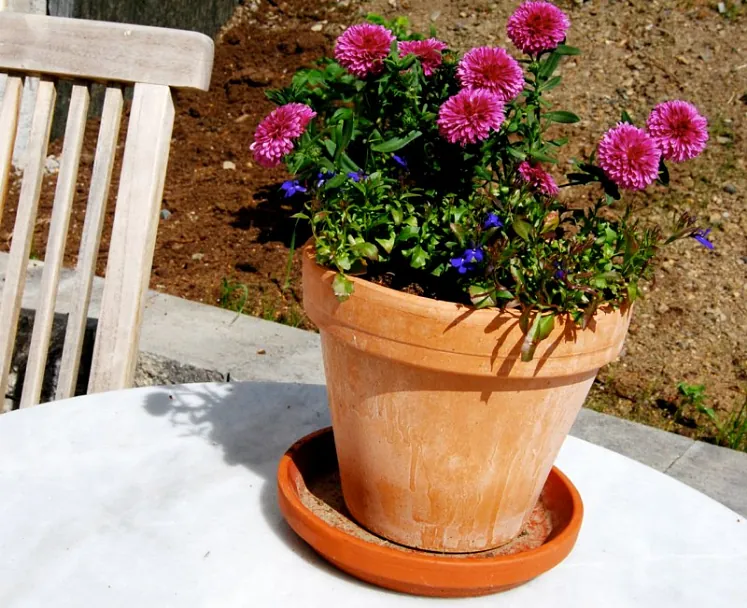 Blomst